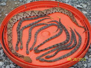 Copperhead Snake With Young