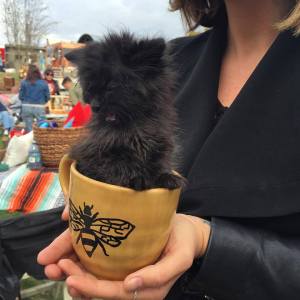 Here's the cat in the cup I promised!