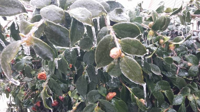 12592768_10103084338897039_7607663439173176625_n